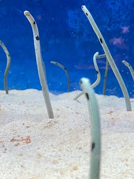 大分マリーンパレス水族館 「うみたまご」に投稿された画像（2020/12/7）