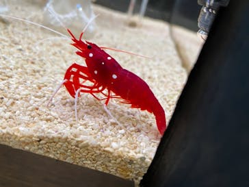 大分マリーンパレス水族館 「うみたまご」に投稿された画像（2020/12/7）