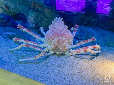 大分マリーンパレス水族館 「うみたまご」に投稿された画像（2020/12/7）