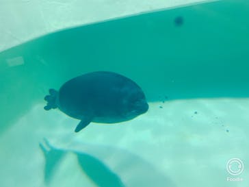大分マリーンパレス水族館 「うみたまご」に投稿された画像（2020/12/7）