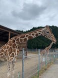 秋吉台自然動物公園 サファリランドに投稿された画像（2020/12/7）