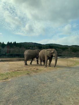 秋吉台自然動物公園 サファリランドに投稿された画像（2020/12/7）