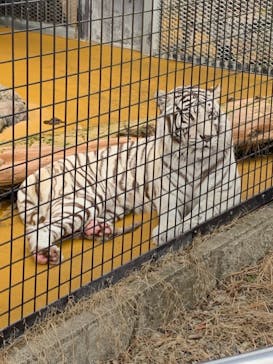 秋吉台自然動物公園 サファリランドに投稿された画像（2020/12/7）