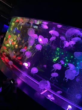 京都水族館に投稿された画像（2020/12/7）