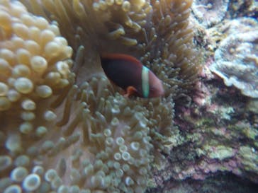 武藤潜水に投稿された画像（2020/12/7）