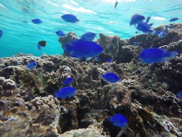 武藤潜水に投稿された画像（2020/12/7）