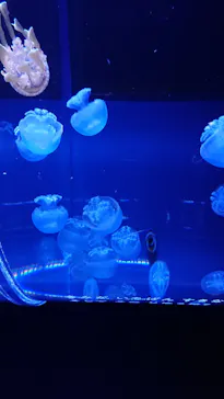 すみだ水族館に投稿された画像（2020/12/7）