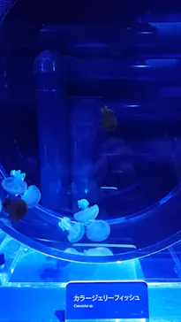 すみだ水族館に投稿された画像（2020/12/7）