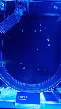 すみだ水族館に投稿された画像（2020/12/7）