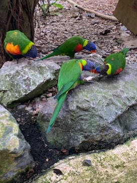 OKINAWAフルーツらんどに投稿された画像（2020/12/7）