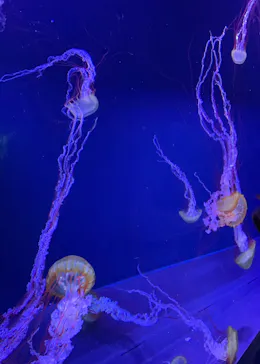 すみだ水族館に投稿された画像（2020/12/7）