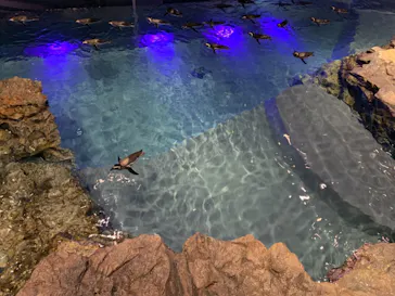 すみだ水族館に投稿された画像（2020/12/7）