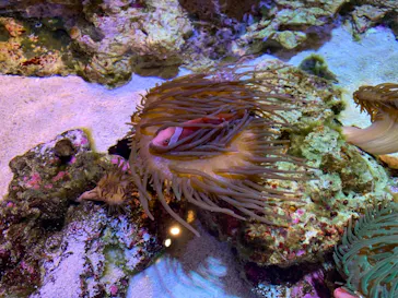 すみだ水族館に投稿された画像（2020/12/7）