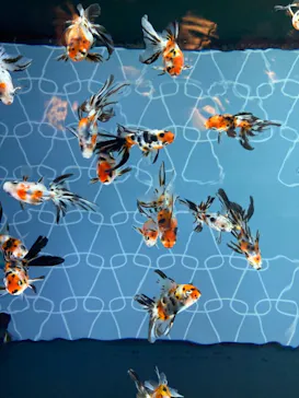 すみだ水族館に投稿された画像（2020/12/7）