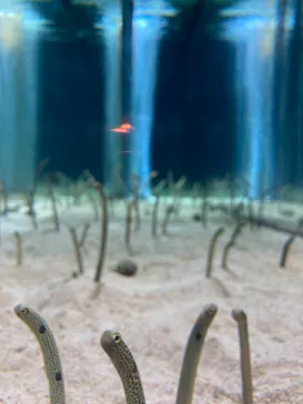 すみだ水族館に投稿された画像（2020/12/7）