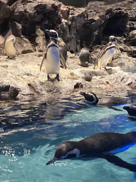 すみだ水族館に投稿された画像（2020/12/7）
