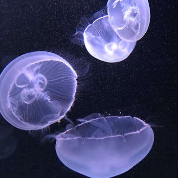 サンシャイン水族館に投稿された画像（2020/12/7）