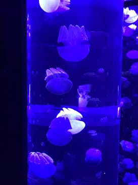 サンシャイン水族館に投稿された画像（2020/12/7）