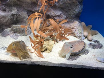 サンシャイン水族館に投稿された画像（2020/12/7）