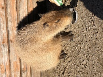 那須どうぶつ王国に投稿された画像（2020/12/7）