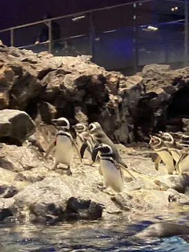 すみだ水族館に投稿された画像（2020/12/7）