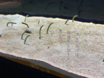 すみだ水族館に投稿された画像（2020/12/7）