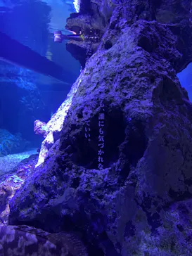 すみだ水族館に投稿された画像（2020/12/7）