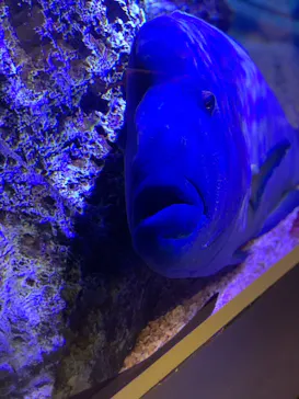 すみだ水族館に投稿された画像（2020/12/7）