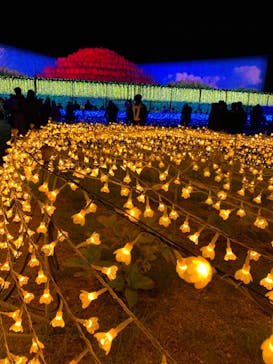 なばなの里に投稿された画像（2020/12/7）