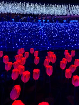 なばなの里に投稿された画像（2020/12/7）