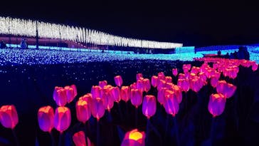 なばなの里に投稿された画像（2020/12/7）