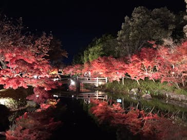 なばなの里に投稿された画像（2020/12/7）