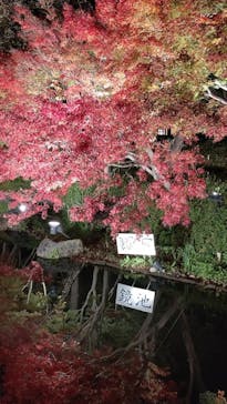 なばなの里に投稿された画像（2020/12/7）