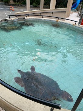 下田海中水族館に投稿された画像（2020/12/8）