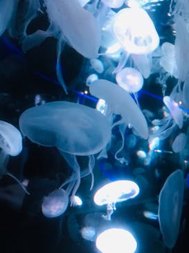 京都水族館に投稿された画像（2020/12/8）