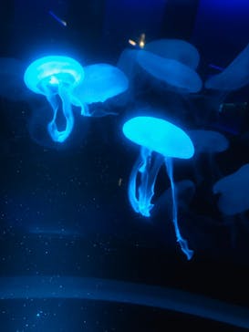 京都水族館に投稿された画像（2020/12/8）