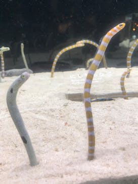 京都水族館に投稿された画像（2020/12/8）