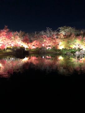 なばなの里に投稿された画像（2020/12/8）