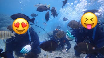 ダイビングショップ Sea Free（シーフリー）に投稿された画像（2020/12/8）