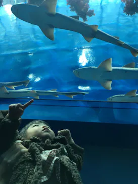仙台うみの杜水族館に投稿された画像（2020/12/8）