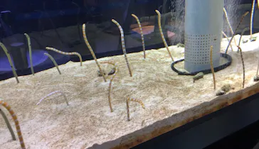 すみだ水族館に投稿された画像（2020/12/8）