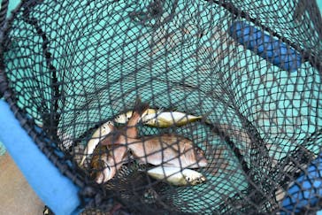 海上釣り 堀太公望に投稿された画像（2020/12/8）