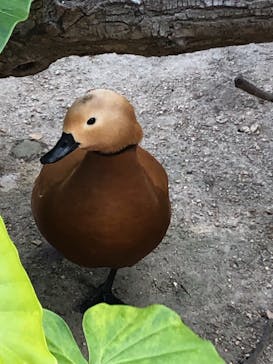 神戸どうぶつ王国に投稿された画像（2020/12/8）