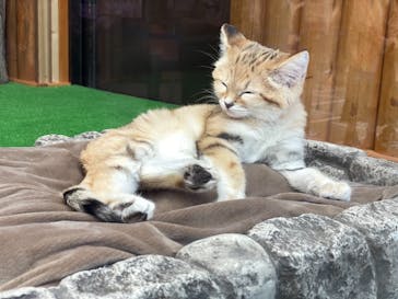 神戸どうぶつ王国に投稿された画像（2020/12/8）