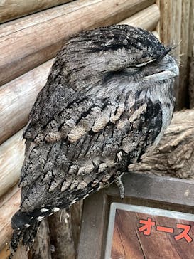 神戸どうぶつ王国に投稿された画像（2020/12/8）