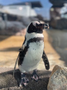 京都水族館に投稿された画像（2020/12/8）