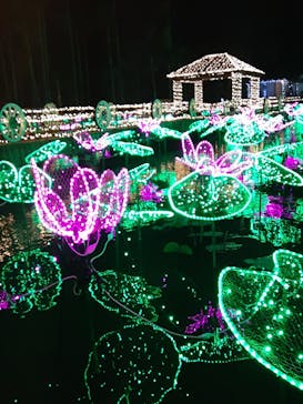 美らヤシパークオキナワ・東南植物楽園に投稿された画像（2020/12/8）