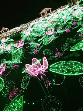 美らヤシパークオキナワ・東南植物楽園に投稿された画像（2020/12/8）