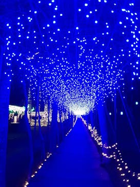 美らヤシパークオキナワ・東南植物楽園に投稿された画像（2020/12/8）