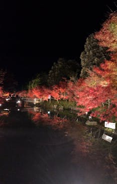 なばなの里に投稿された画像（2020/12/8）